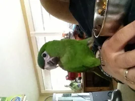Introducing Kero - Hahns Macaw