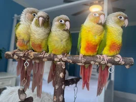 Conure Babies Fun
