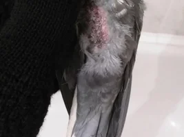 Please help! Is this PBFD or some skin disease?
