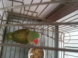 Alexandrine Parakeet Losing Feathers