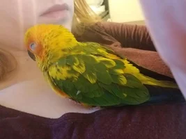 New Baby Sun Conure! Introduction & Looking for Helpful Tips.