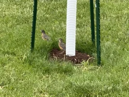 Baby Robin