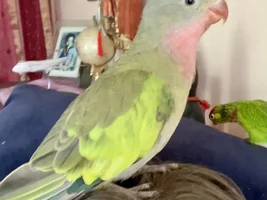 Introducing The New Adventures Of Princess Peach!! 💝