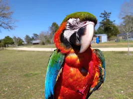 Pancho my Harlequin Macaw