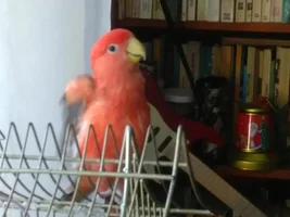 Won't fly anymore?
