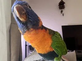 Drawing your Birds~!