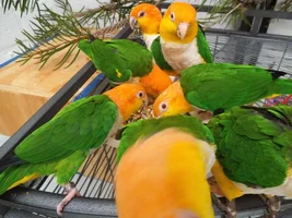 My Sweet Baby Caique Turned Devil Bird!