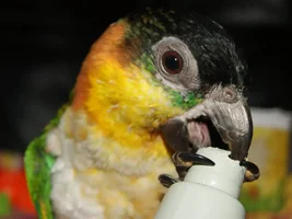 Photos of Peaches