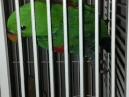 Anansi's Old Photo Album