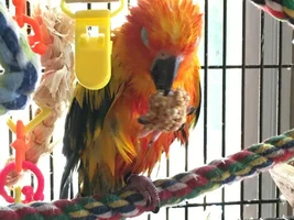 SIX budgies, a Conure, and a fiddle