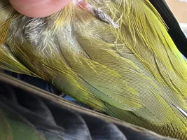 Jenday conure with a weird lil thingy on his back