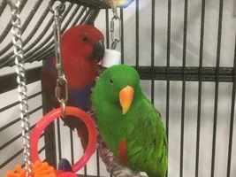 My birds need a new home