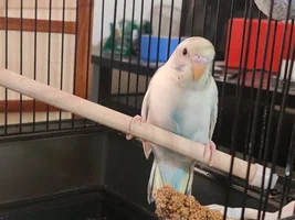 Parakeet vs. Roommate