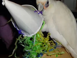 Updates of Ivory and her 'inner bird'