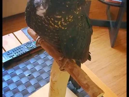My soon to be new flock member RTB2