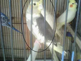Help needed to identify the Mutation