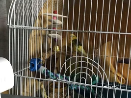 12 Day old Budgie with Head Tilt. NEED HELP!!