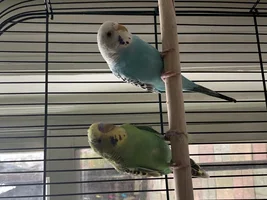 Two New Budgies! Age & Gender