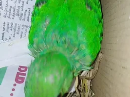 how to find age of ringnecks?