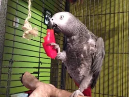 Darwin (18 month olds) Molting?