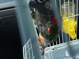 Bringing home a new green cheek conure