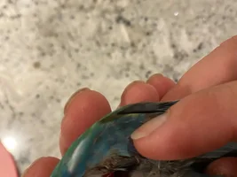 self mutilating// help my bird Oscar