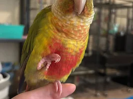 Im heartbroken, but I need advice on possibly rehoming.
