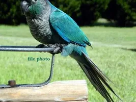 Does ANYONE own a turquoise Conure?