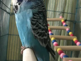 First ever budgie
