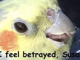 The best Bird meme!!