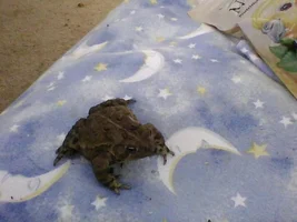 It's a bird, it's a plane, it's... Stormy's aquatics, inverts, and amphibians???