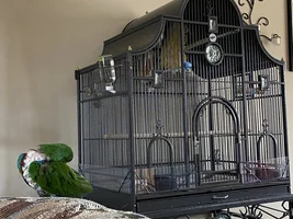 Can different species of parrots mate?