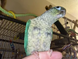 Molting?