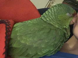 New member/bird owner