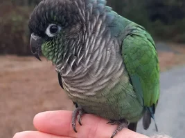 Yellow Sided Green Cheek is growing Turquoise Feathers