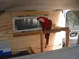 Bird traveling