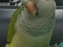Quaker