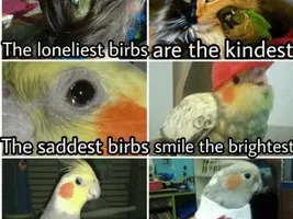 The best Bird meme!!