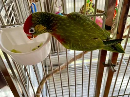 A sweet little birdie called Lovejoy 💖