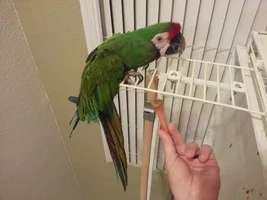 Trucker comes to live with us