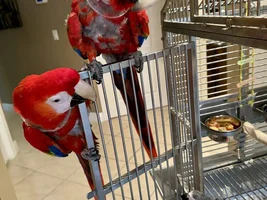 Funny Macaw stories