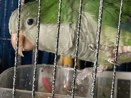 High protein foods for molting?