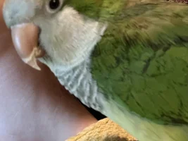 Beak Growing Longer