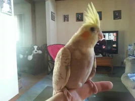 1 year old?