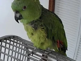 Yellow Naped Amazon (rescue)
