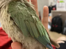 GCC over preening - how to stop it?