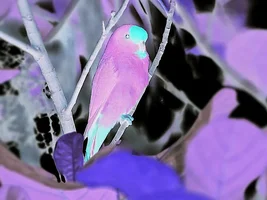 Parrots in opposite colors