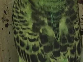 OK so attempt two.   Not my attempt The budgies insist.
