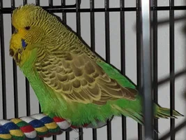 Help! Age and gender of my Budgie Turkey?