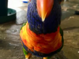 QUEENSLAND. Urgent loving home needed for Rainbow Lorikeet called Bottletop.